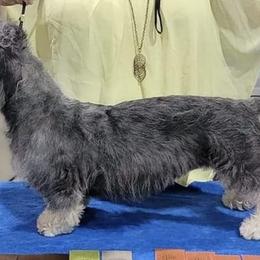 Dandie Dinmont Terriers from Lowery's Dandie Dinmont Terriers