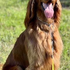 Sriracha - Mahogany female Irish Setter puppy in Troy, Alabama from Redmond Rose Kennel