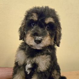 Black boy - Tri-color male Bernedoodle puppy in Taft, Tennessee from McGraw's Fetching Pups