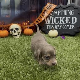 Isabella and Cream Longhair Female - Fawn (isabella) and cream female Dachshund puppy in Killeen, Texas from Southern Dachshunds