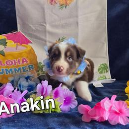 Anakin Skywalker - Red tri-color male Australian Shepherd puppy in Smithfield, Utah from Invictus Farms
