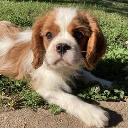Cavalier King Charles Spaniels and Havanese from Petite Amour