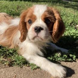 Cavalier King Charles Spaniels and Havanese from Petite Amour
