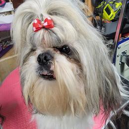 Shih Tzu Puppies from Trinity Shihtzu's So Calif