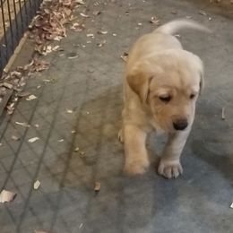 Chesapeake Bay Retriever and Labrador Retriever Puppies from Big Sioux Retrievers