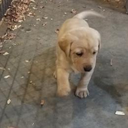 Chesapeake Bay Retriever and Labrador Retriever Puppies from Big Sioux Retrievers