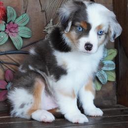 Boy 1 - Blue merle male Miniature Australian Shepherd puppy in Lawton, Oklahoma from Lindsey’s Aussies