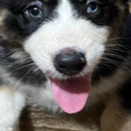 Australian Shepherd Puppies from Log House Farm Aussies