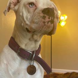 Nadia - Boxer