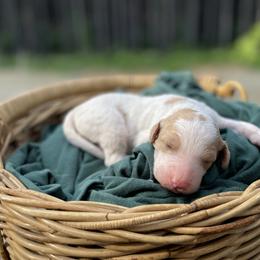 Cubby - Parti male Goldendoodle puppy in Pittsburg, Texas from Peachy Pine Goldendoodles