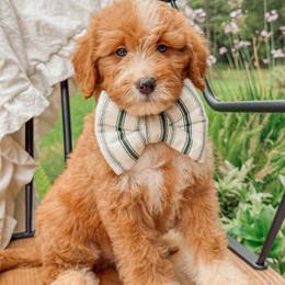 Bandera - Red  male Goldendoodle puppy in Iola, Texas from Supreme Doodles of Texas