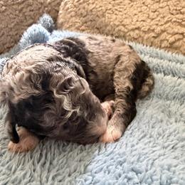 Jasper - Blue merle male Bernedoodle puppy in Rochester, Massachusetts from Harmony Hill Doodles