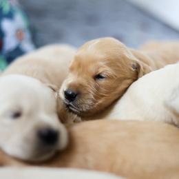 Boone - Fourth Pick Male - Golden male Golden Retriever puppy in Paoli, Indiana from Rose n’ Thistle Farm