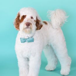 Kuna - Australian Labradoodle