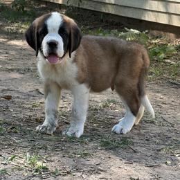 Purple Emperor - Mahogany and white male Saint Bernard puppy in Warrensburg, Missouri from Hirt House Saints