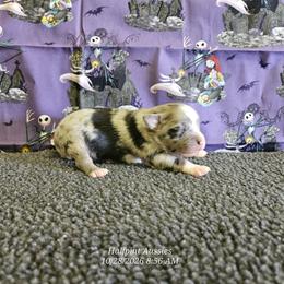 Binx - Blue merle male Miniature Australian Shepherd puppy in Snowflake, Arizona from Halfpint Aussies