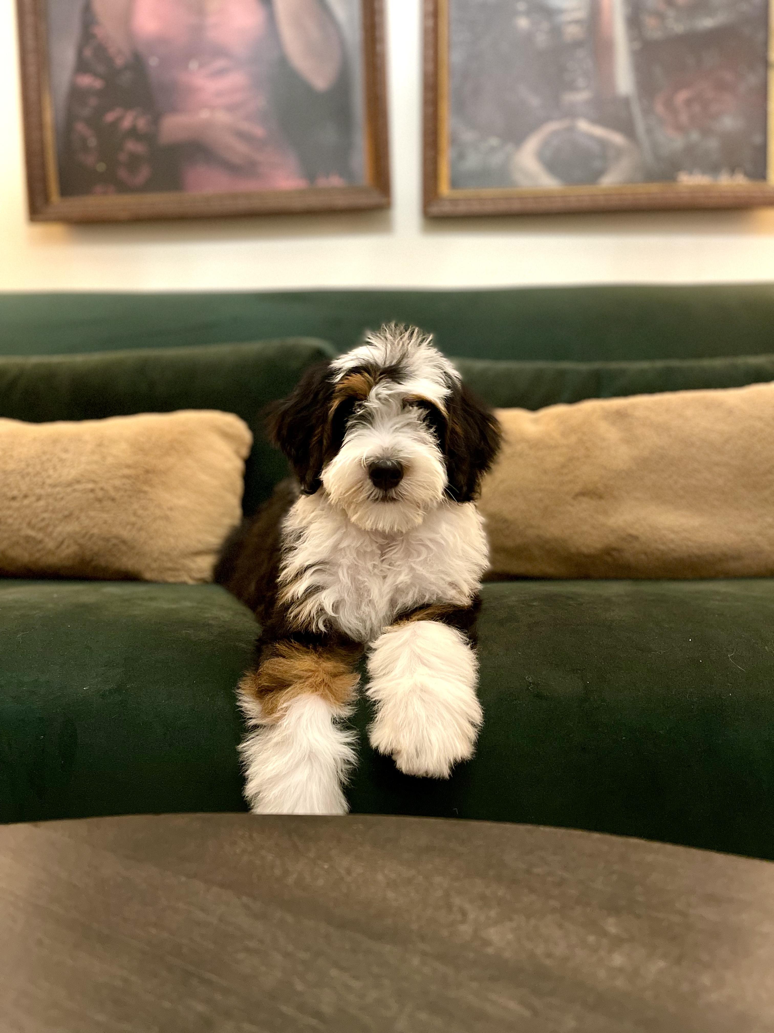 GimiPup Doodles in Louisiana Bernedoodle, Cavapoo or Sheepadoodle