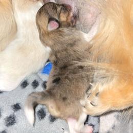 Girl 3 - Orange sable female Pomeranian puppy in Ontario, Oregon from S'more Pomeranians