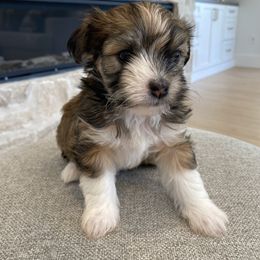 Havanese and Havapoo Puppies from Ladypawspuppies