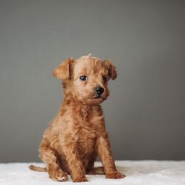 Woody - Apricot male Schnoodle puppy in Caldwell, Idaho from Boise Doodle Co.