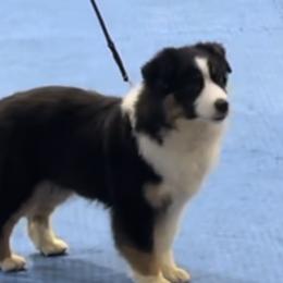 Whisper - Miniature American Shepherd