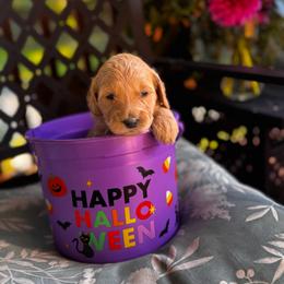 Katara - Apricot female Goldendoodle puppy in Glen Daniel, West Virginia from Dani’s Doodles