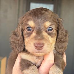 Kiara - Chocolate and cream female Dachshund puppy in Stamford, Texas from West Texas Miniature Dachshunds