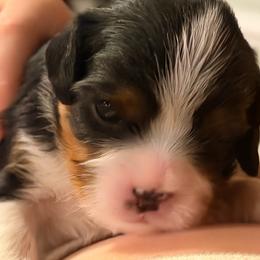 Cannoli - Tri-color male Cavalier King Charles Spaniel puppy in Gilbert, Arizona from Cacti Cavaliers
