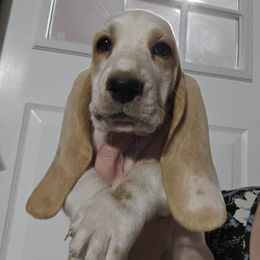 Red Collar Girl - Lemon and white female Basset Hound puppy in Richland Hills, Texas from The Basset Family