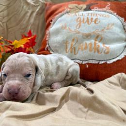 Sally - Harlequin female Great Dane puppy in Corsica, Pennsylvania from Ferguson Family Danes LLC