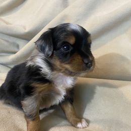 Miniature Australian Shepherd Puppies from Grace River Aussies