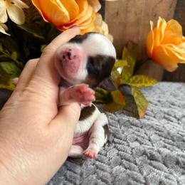 Gizmo - Parti male Yorkshire Terrier puppy in Howe, Oklahoma from Ray Holder