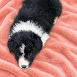Female 3 - Black and white female Border Collie puppy in Shell Knob, Missouri from Stoneridge Kennel