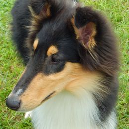 Collies from Tammie Jacobs