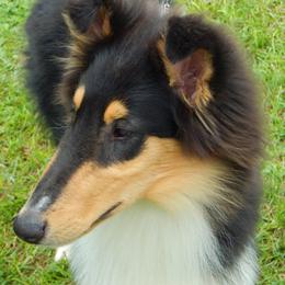 Collies from Tammie Jacobs