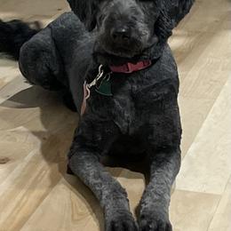 Nyx - Goldendoodle