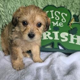 Phoebe ( burgundy ) - Merle female Schnoodle puppy in Novinger, Missouri from Stormi Sky Schnoodles