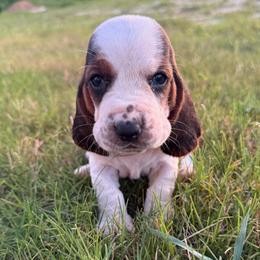 Teal - Black brown and white female Basset Hound puppy in Douglas, Georgia from Huffer Hounds and Havanese