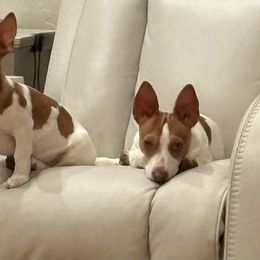 Tom - Sable and white male Teddy Roosevelt Terrier puppy in Twin Falls, Idaho from Margo Lauritsen
