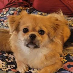 Shilo - Tibetan Spaniel