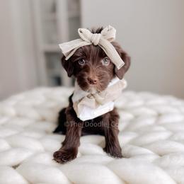 Piper - 12 Days of Christmas - Chocolate female Goldendoodle puppy in Syracuse, Indiana from The Doodle Cove