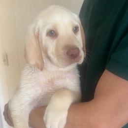 April - Yellow female Labrador Retriever puppy in Archer Lodge, North Carolina from Archer Lodge Labradors