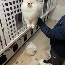 Pomeranian Puppies from POMERLAND exotic Pomeranians of Orlando