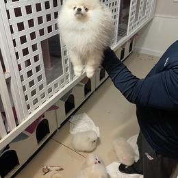 Pomeranian Puppies from POMERLAND exotic Pomeranians of Orlando