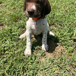 Orange - Liver and white male German Shorthaired Pointer puppy in Newton Grove, North Carolina from Wayalife Labradors & Gsp’s