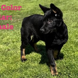 Girl 4 - Bi-color German Shepherd puppy in Casscoe, Arkansas from Crown H Shepherds