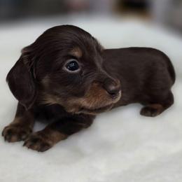 Nash - Chocolate and tan male Dachshund puppy in Oklahoma City, Oklahoma from OkieDoxieland Dachshunds