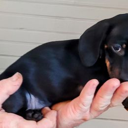 Samara - Black and tan Dachshund puppy in Jesup, Georgia from Brotts Fur Babies