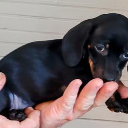Samara - Black and tan Dachshund puppy in Jesup, Georgia from Brotts Fur Babies