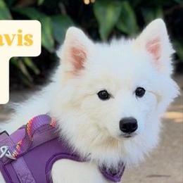 Pomskies from Geaux Pomsky